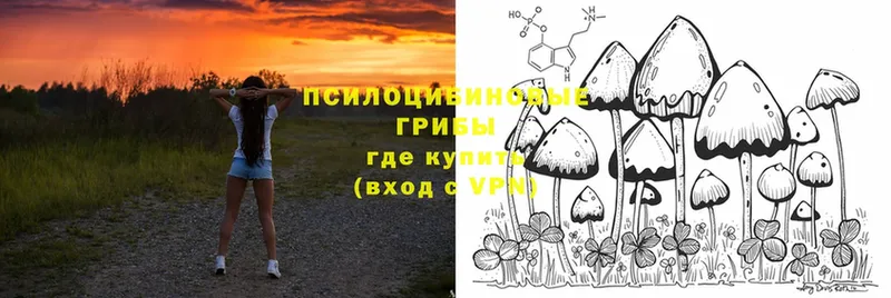 где купить наркоту  Богучар  Псилоцибиновые грибы Psilocybe 